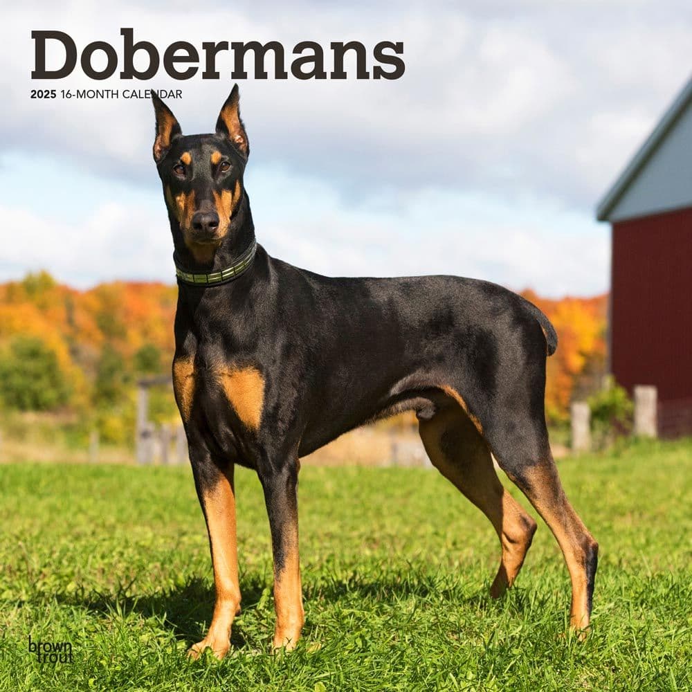 image Dobermans 2025 Wall Calendar  Main Image