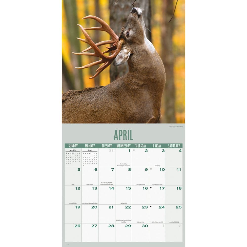 Whitetail Monarchs 2026 Wall Calendar Third Alternate Image