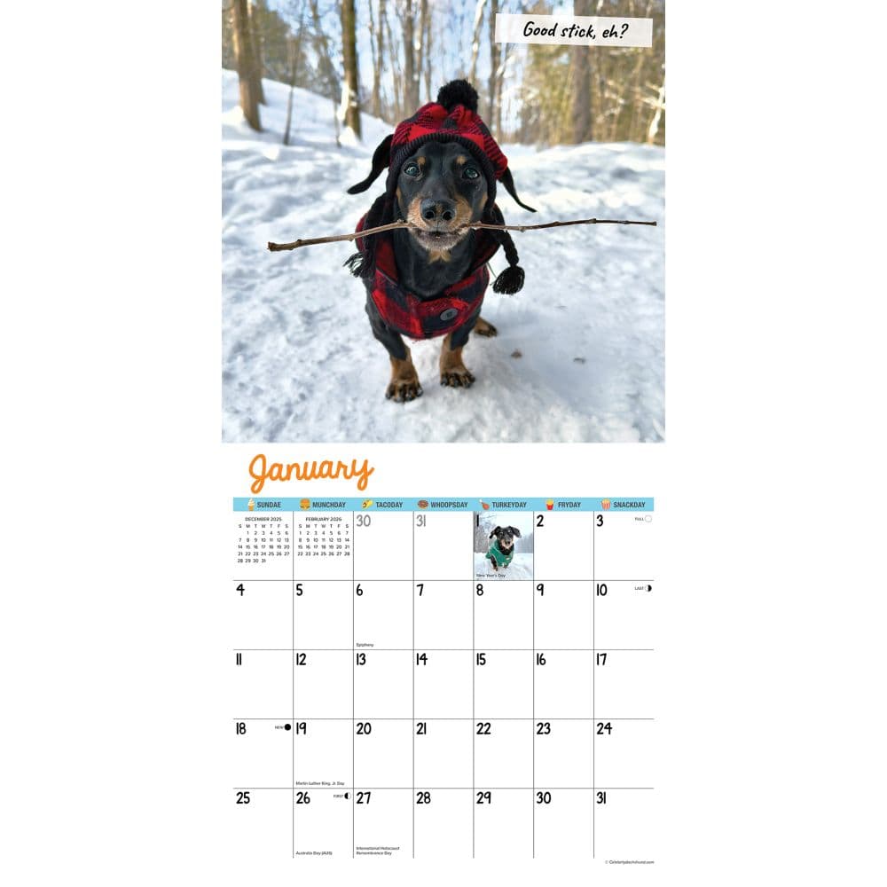 Crusoe the Celebrity Dachshund 2026 Wall Calendar Second Alternate Image
