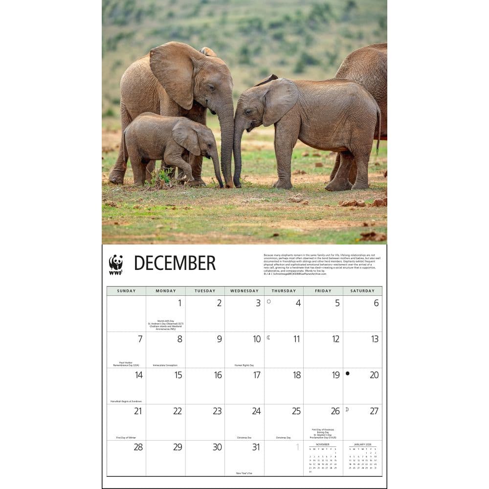 Elephants WWF 2025 Wall Calendar Second Alternate Image width=&quot;1000&quot; height=&quot;1000&quot;