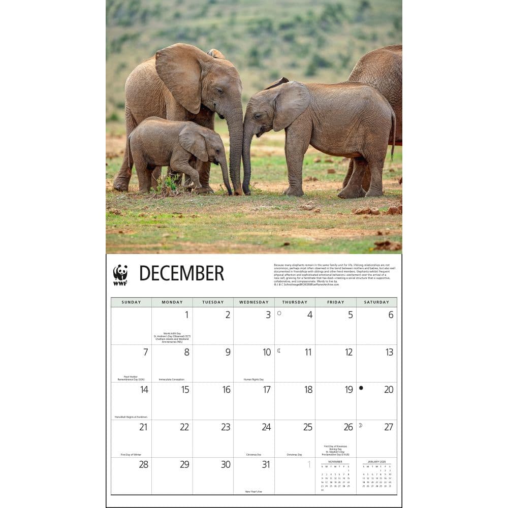 Elephants WWF 2025 Wall Calendar Second Alternate Image width="1000" height="1000"