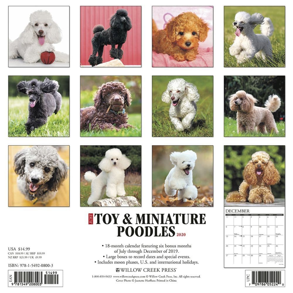 Toy and Miniature Poodles Wall Calendar