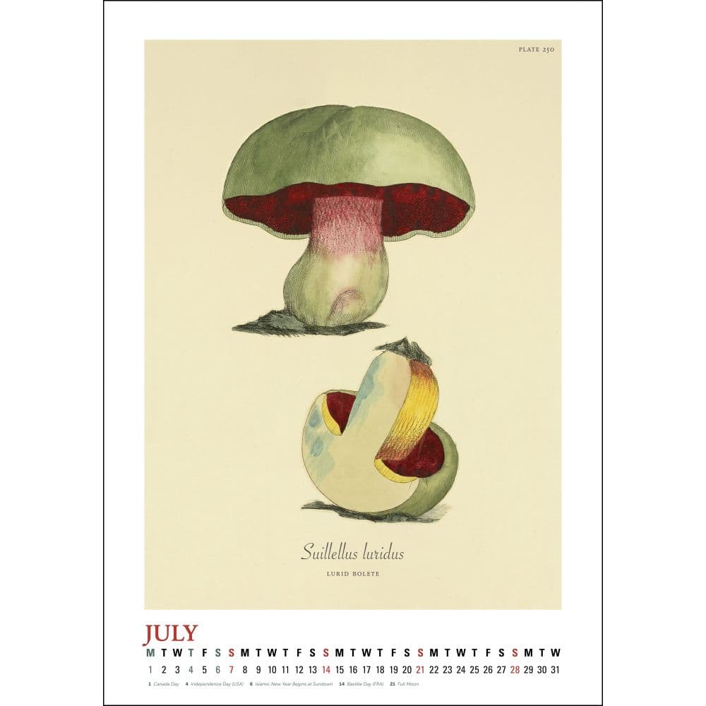 Mushroom Poster 2024 Wall Calendar Fifth Alternate Image width=&quot;1000&quot; height=&quot;1000&quot;