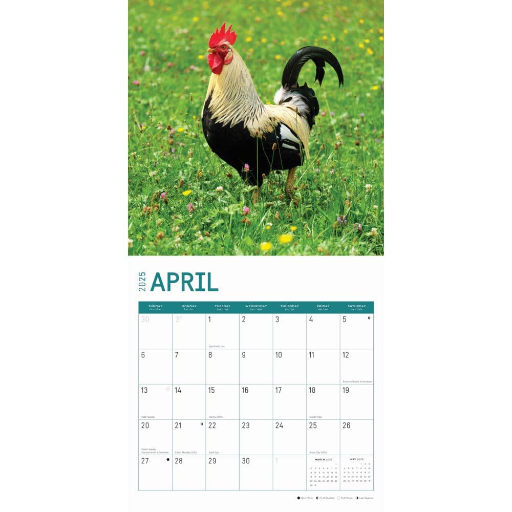 Roosters 2025 Wall Calendar Second Alternate Image width="1000" height="1000"