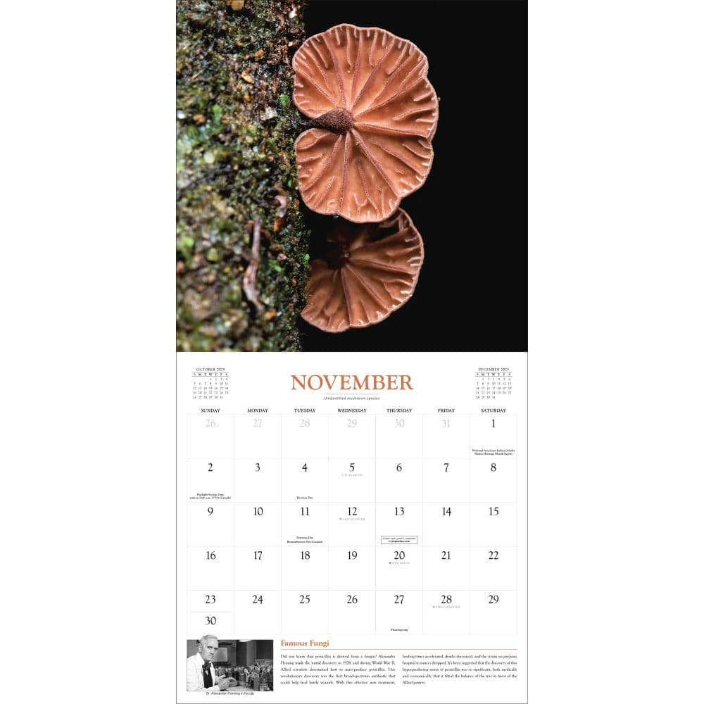 Fantastic Fungi 2025 Wall Calendar