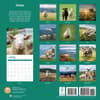 image Sheep 2025 Wall Calendar First Alternate Image