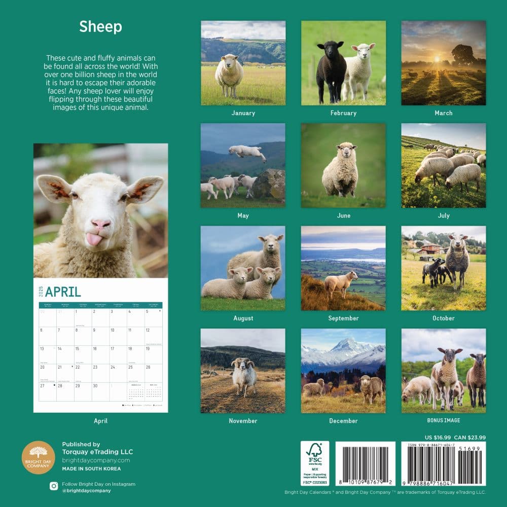 Sheep 2025 Wall Calendar First Alternate Image