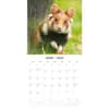 image Hamsters 2025 Wall Calendar Alt2