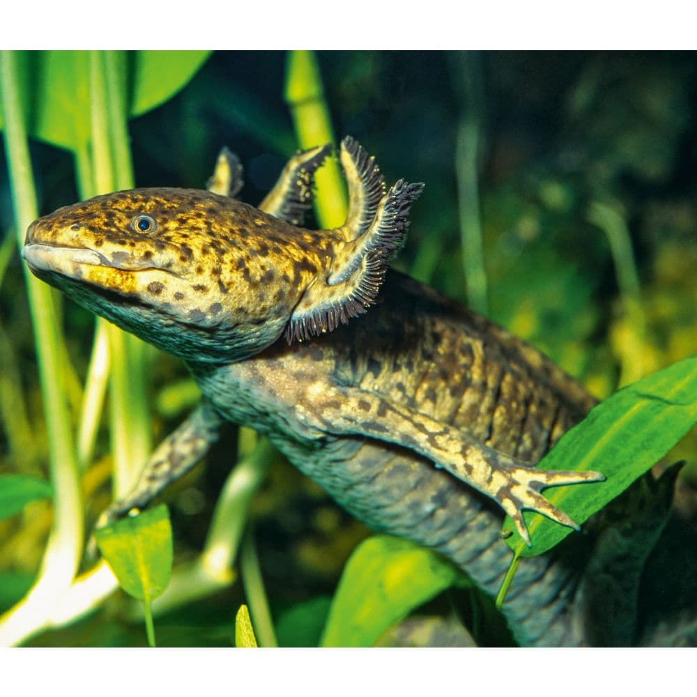 Axolotls WWF 2025 Wall Calendar Third Alternate Image width=&quot;1000&quot; height=&quot;1000&quot;