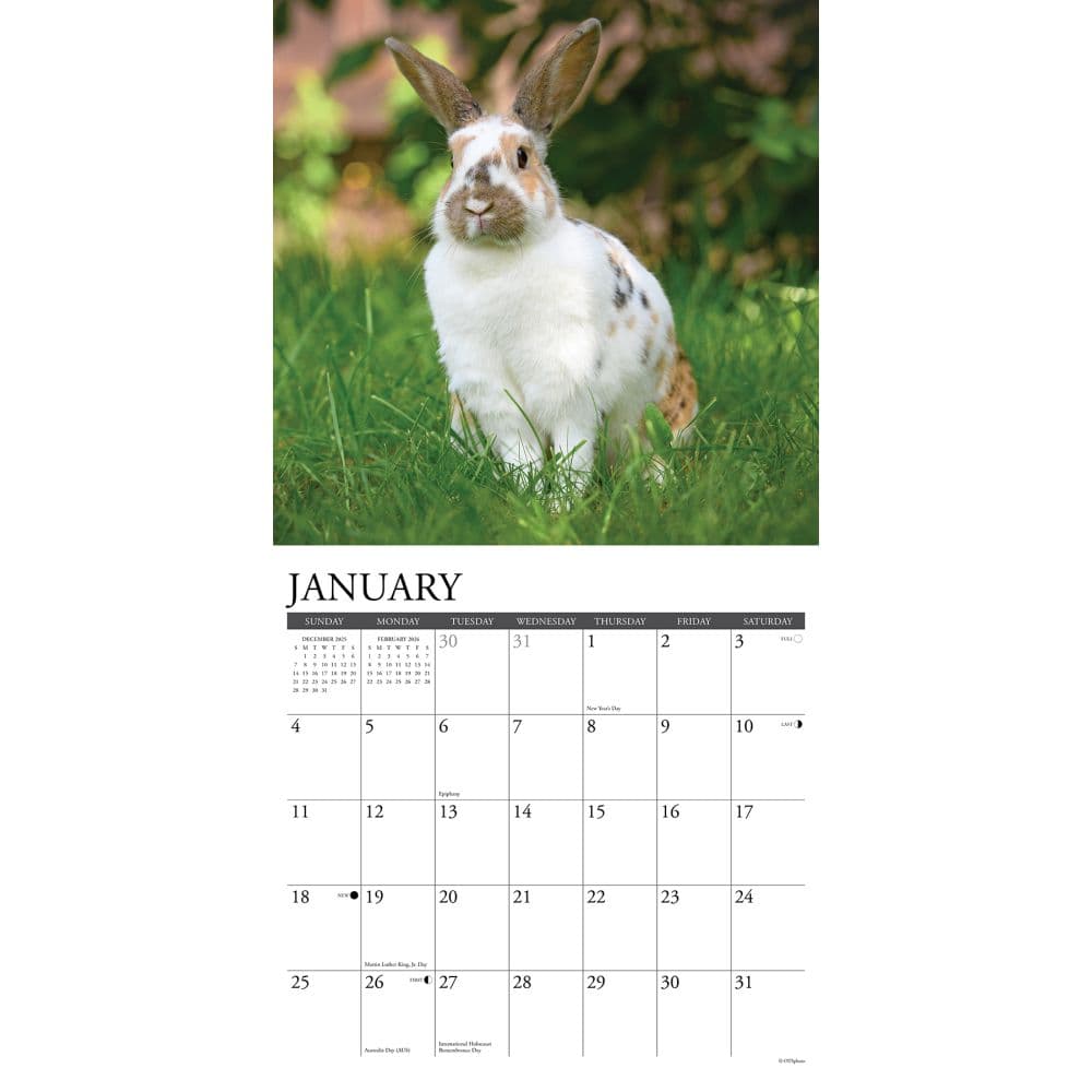 Bunnies 2026 Wall Calendar Second Alternate Image