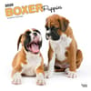 image Boxer Puppies 2025 Wall Calendar Main Product Image width=&quot;1000&quot; height=&quot;1000&quot;