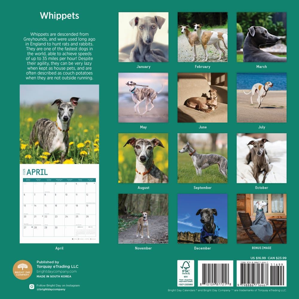 Whippets 2025 Wall Calendar First Alternate Image