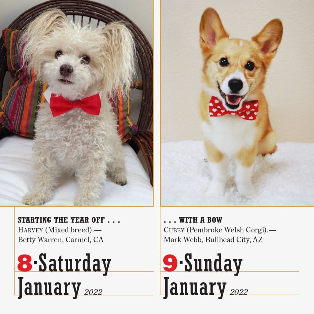 365 Dogs 2022 Page-A-Day Calendar - Calendars.com