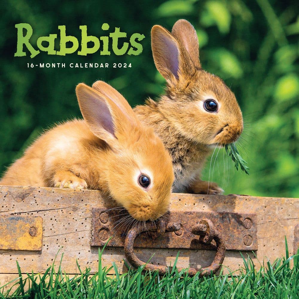 Rabbits 2024 Wall Calendar - Calendars.com