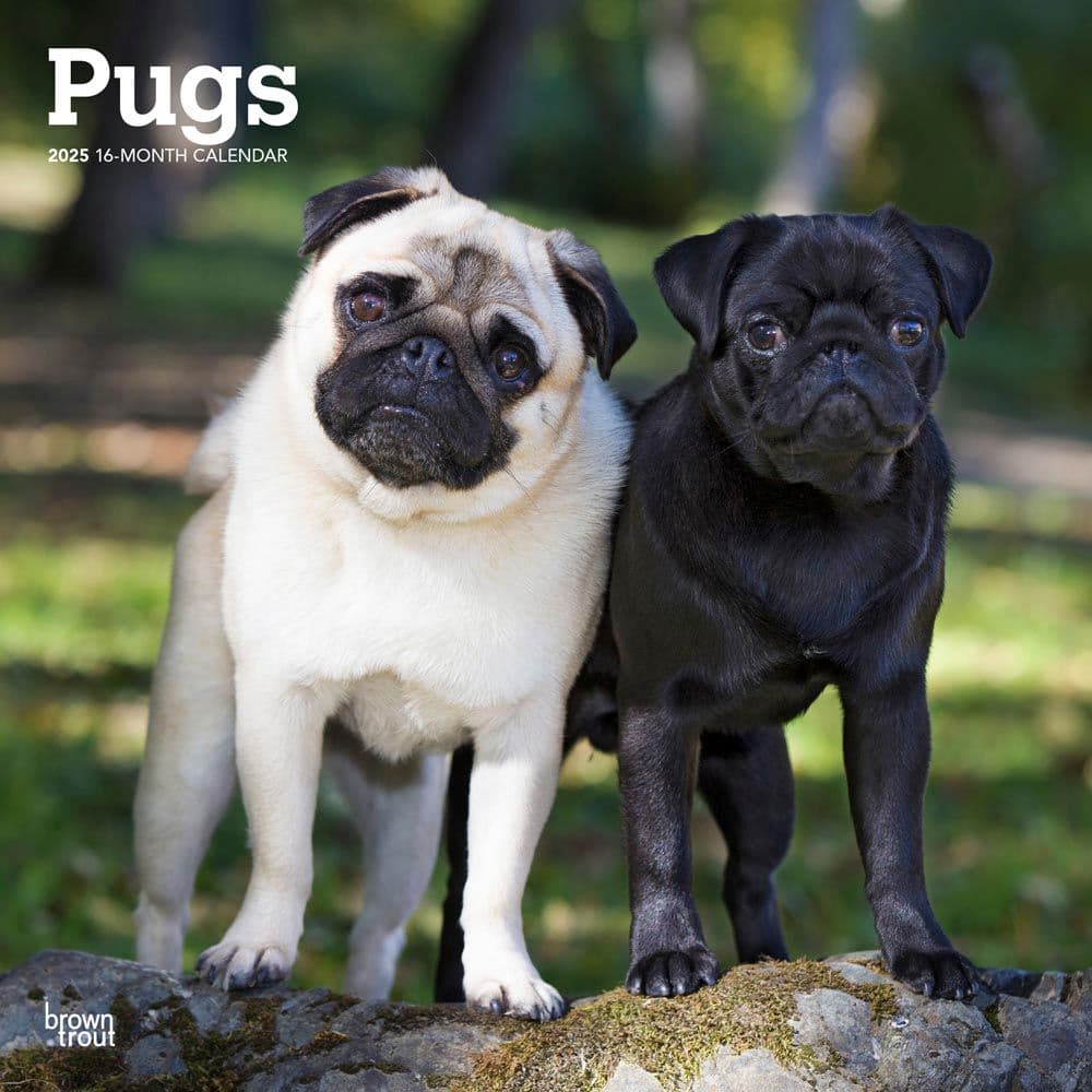 image Pugs 2025 Wall Calendar  Main Image