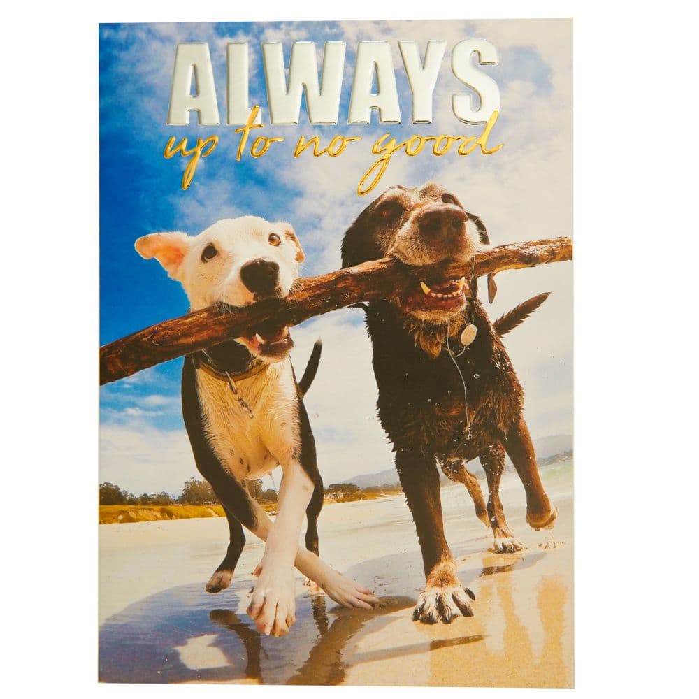 Two Dogs on Beach Friendship Card First Alternate Image width=&quot;1000&quot; height=&quot;1000&quot;