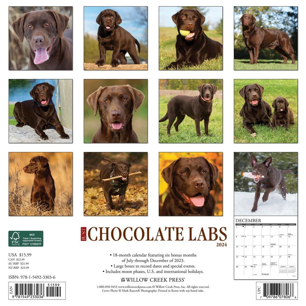 Just Lab Chocolate 2024 Wall Calendar