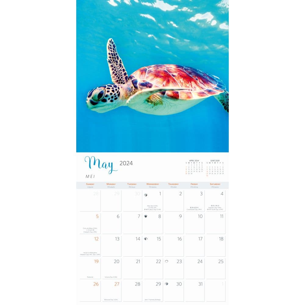 Hawaiian Sea Turtles 2024 Wall Calendar Alternate Image 3