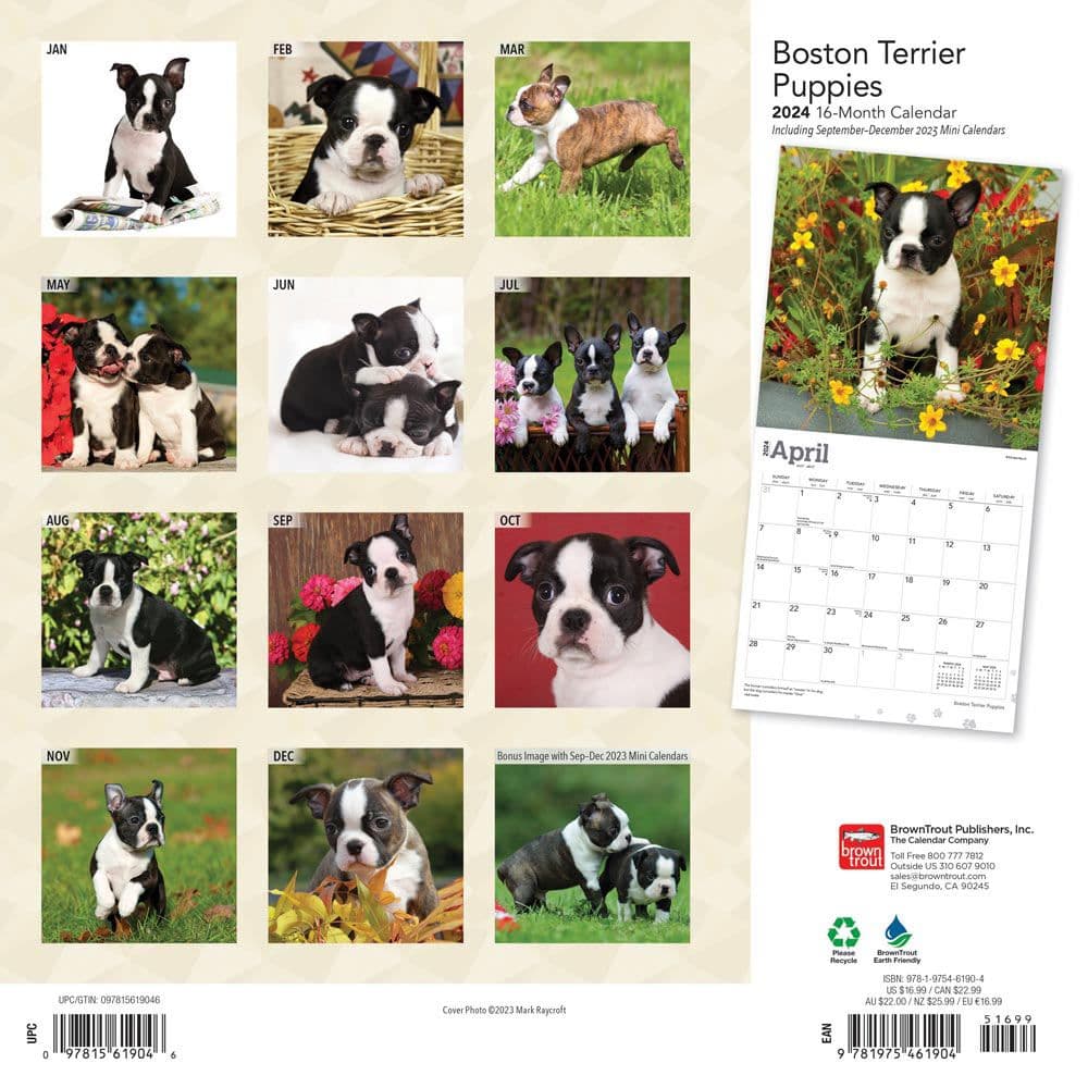 Boston Terrier Puppies 2025 Wall Calendar