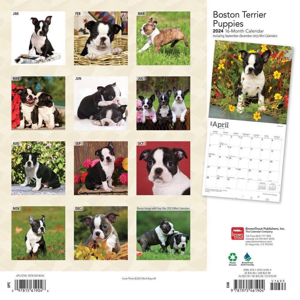 Boston Terrier Puppies 2024 Wall Calendar First Alternate Image width=&quot;1000&quot; height=&quot;1000&quot;
