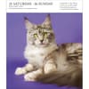 image Cat Gallery 2025 Desk Calendar First Alternate Image width=&quot;1000&quot; height=&quot;1000&quot;