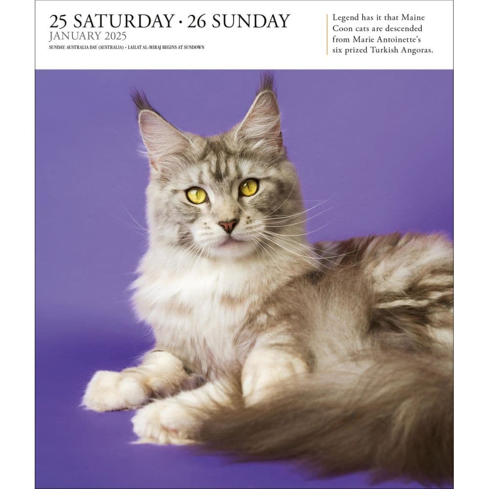 Cat Gallery 2025 Desk Calendar First Alternate Image width=&quot;1000&quot; height=&quot;1000&quot;