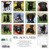 image Just Black Labs 2026 Wall Calendar First Alternate Image