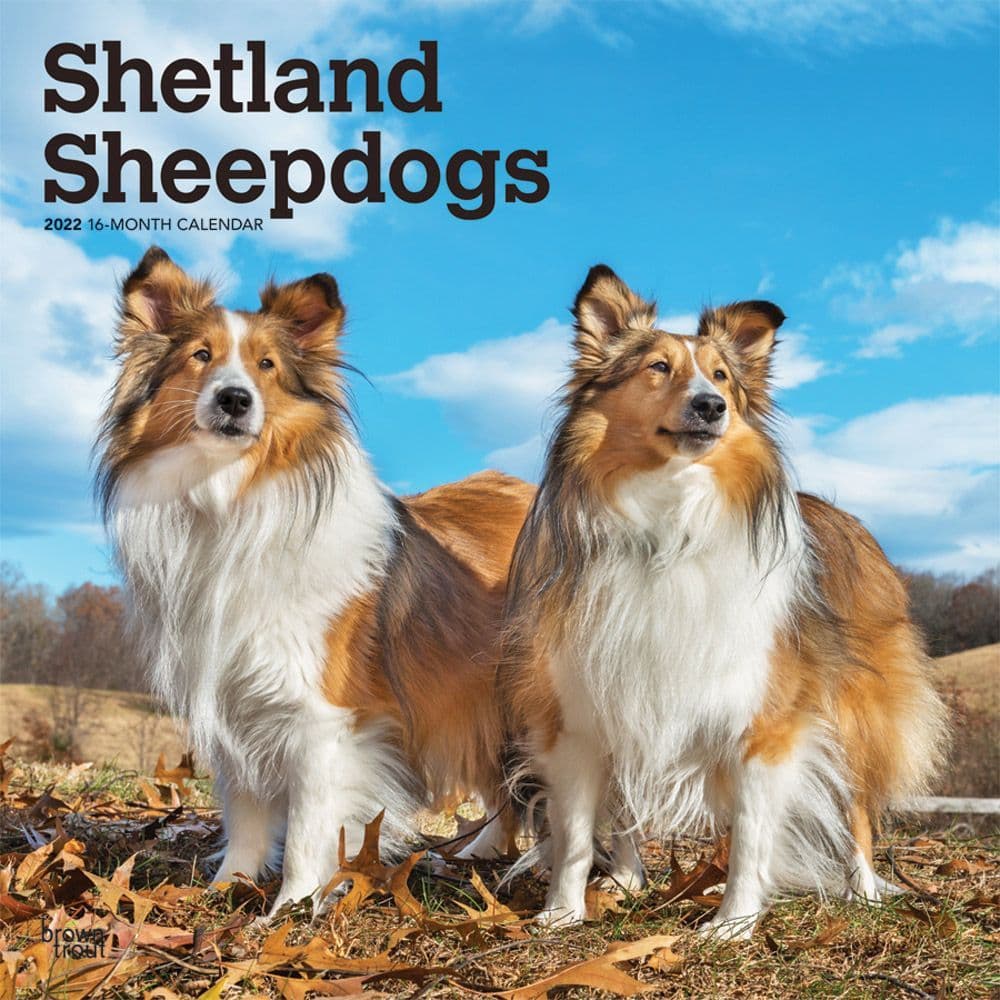 Shetland Sheepdogs 2022 Wall Calendar