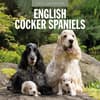 image English Cocker Spaniels 2025 Wall Calendar Main Image