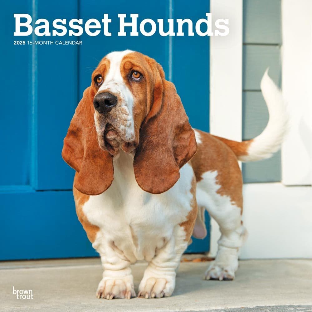 Basset Hounds 2025 Wall Calendar