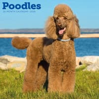 image Poodles 2026 Wall Calendar Main Product Image