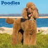image Poodles 2026 Wall Calendar Main Product Image