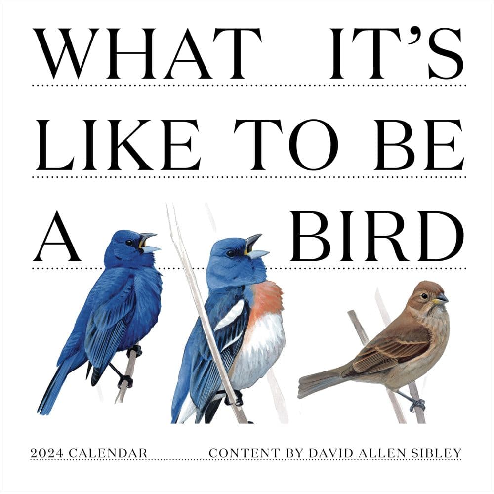 What Its Like To Be A Bird 2024 Wall Calendar Main Image