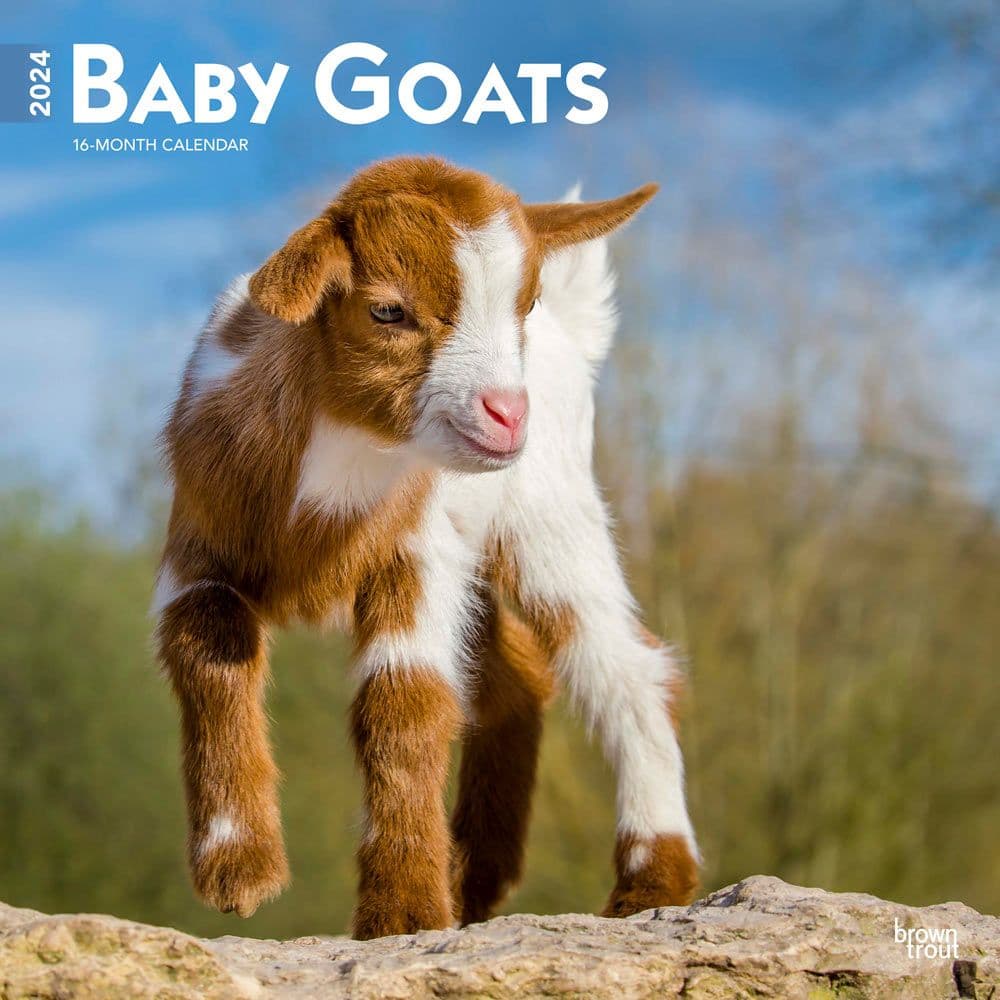 Baby Goats 2024 Wall Calendar Calendars Com   0cb7af3f 04f0 427b B5fd C81e617421ae