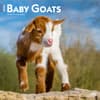 image Baby Goats 2024 Wall Calendar Main Product Image width=&quot;1000&quot; height=&quot;1000&quot;