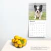 image Chihuahua Puppies 2025 Wall Calendar Fourth Alternate Image width=&quot;1000&quot; height=&quot;1000&quot;