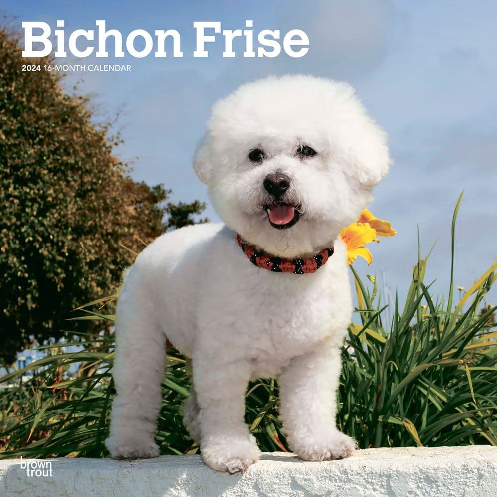 Bichon Frise 2024 Wall Calendar