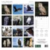 image Raptors 2025 Wall Calendar First Alternate Image width=&quot;1000&quot; height=&quot;1000&quot;