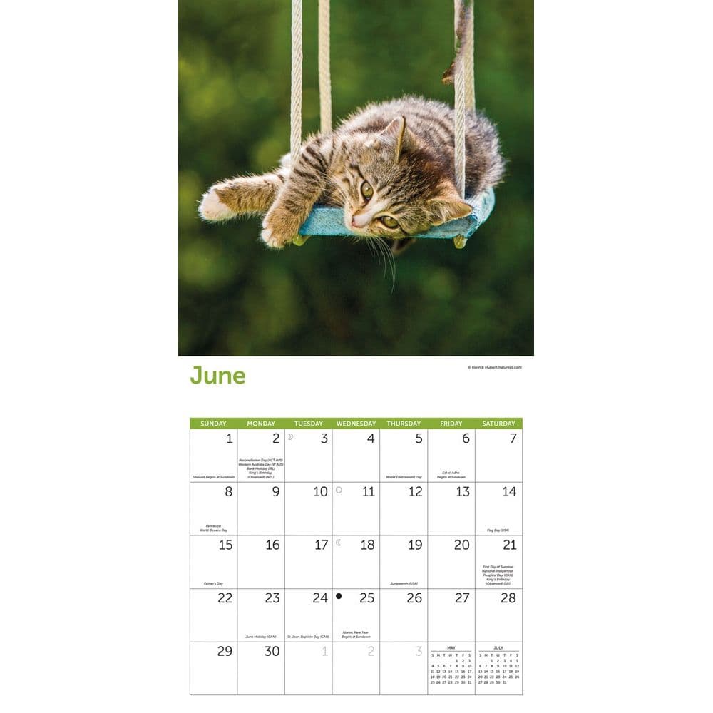 Cats 2025 Wall Calendar