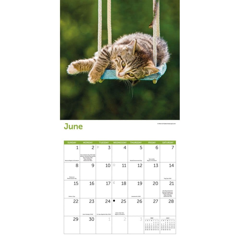 Cats 2025 Wall Calendar Third Alternate Image width="1000" height="1000"