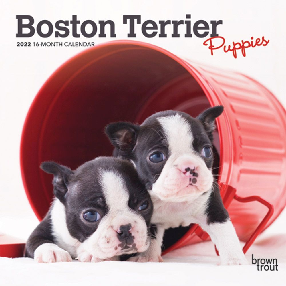 Boston Terrier Puppies 2022 Mini Wall Calendar
