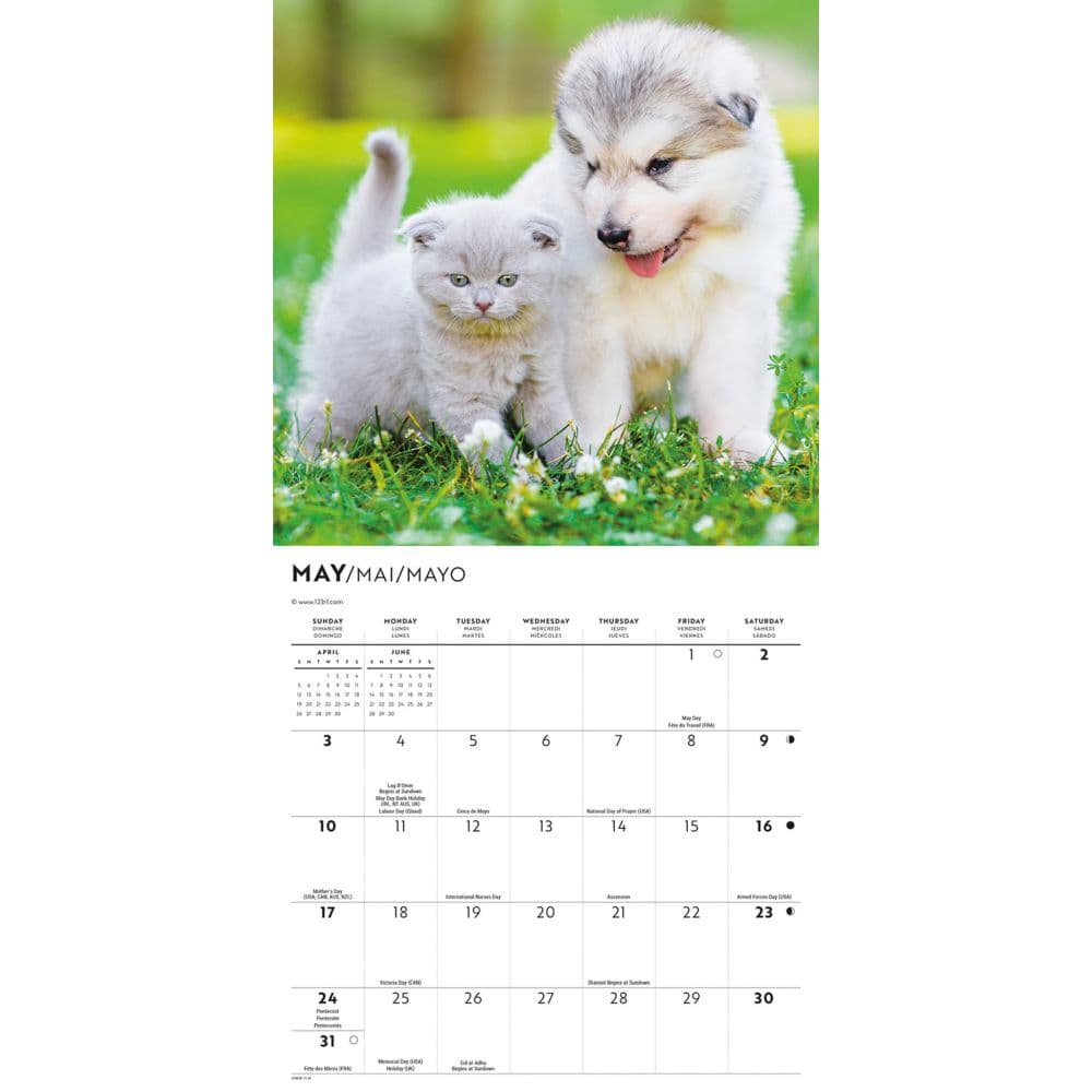 Kittens and Puppies 2026 Mini Wall Calendar Third Alternate Image