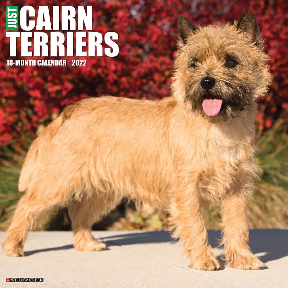 Just Cairn Terrier 2022 Wall Calendar - Calendars.com