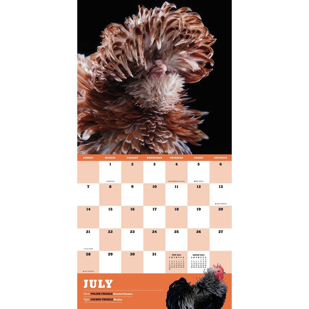 Extraordinary Chickens 2024 Wall Calendar Calendars Com   0d697eb7 E9cd 4a37 8594 0c7d14b8608d