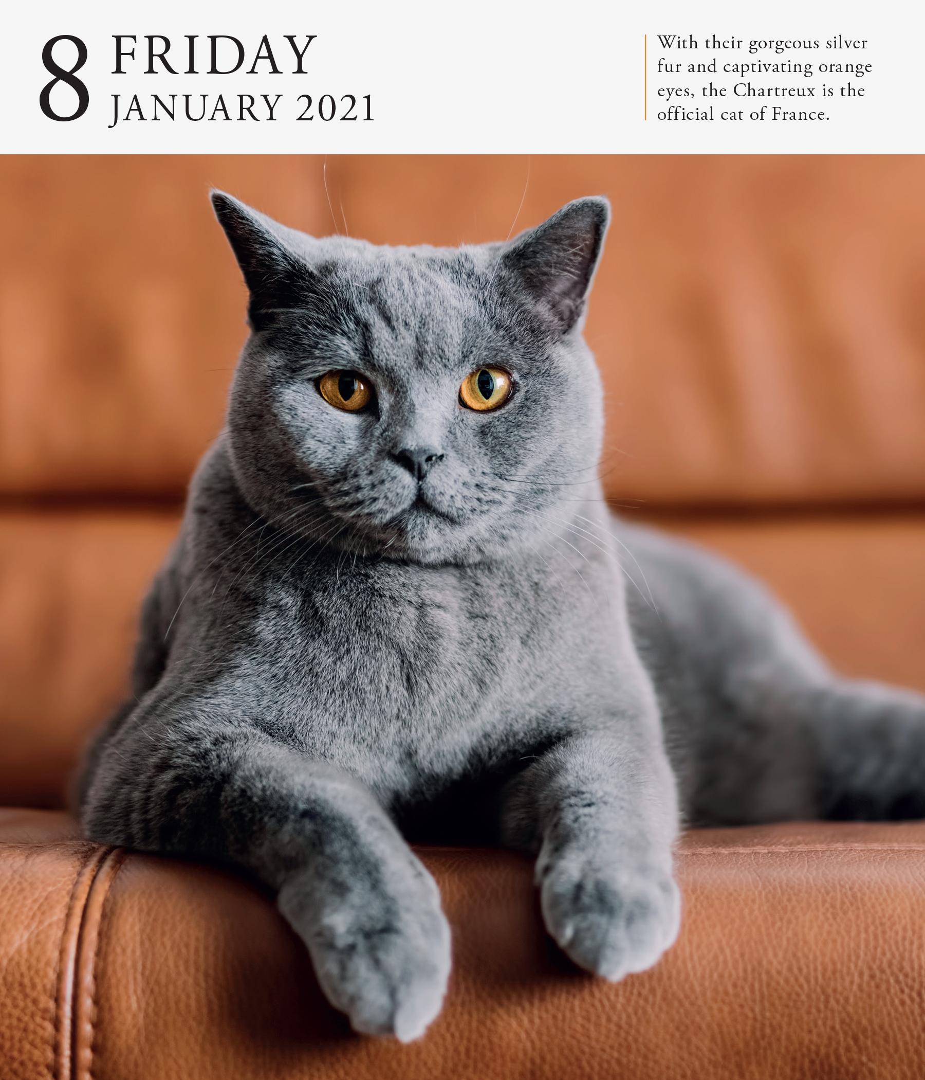 cat-gallery-desk-calendar-calendars