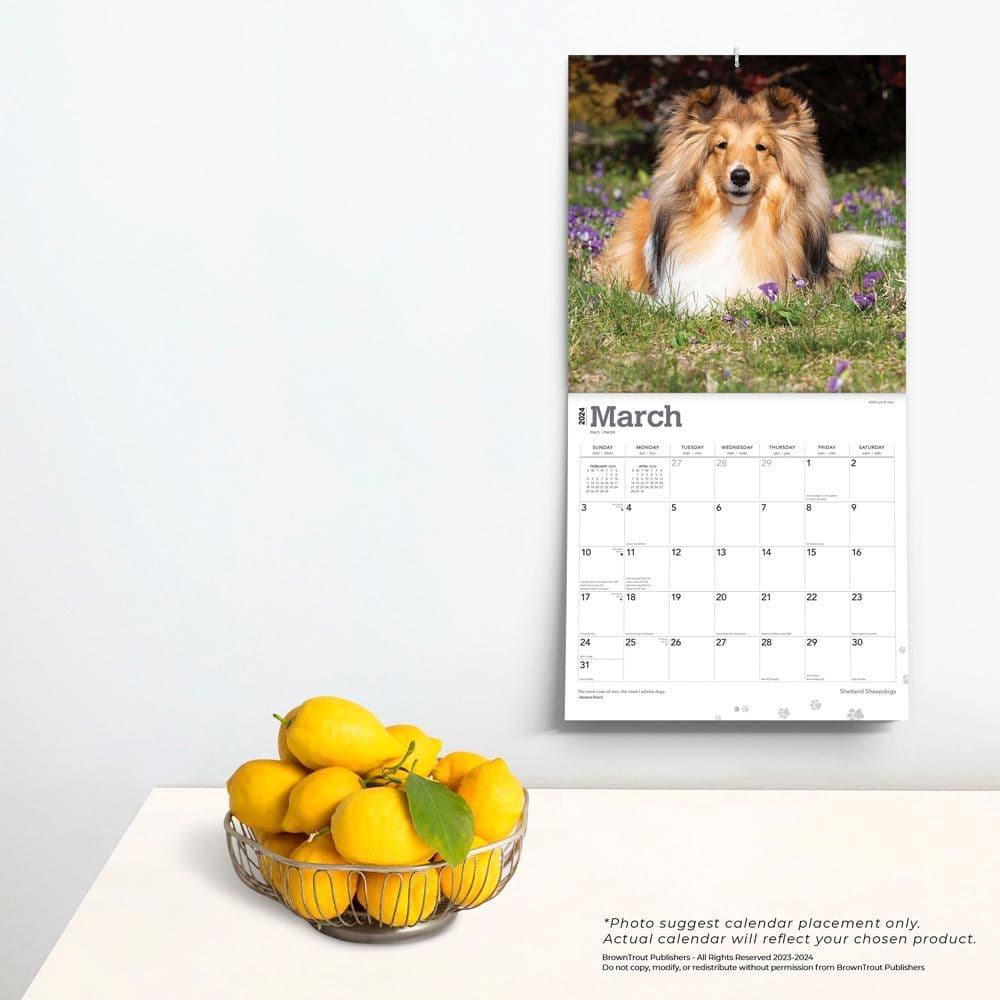 Shetland Sheepdogs 2024 Wall Calendar Calendars Com   0d8e7425 5155 4c55 8708 0a005552e9d6