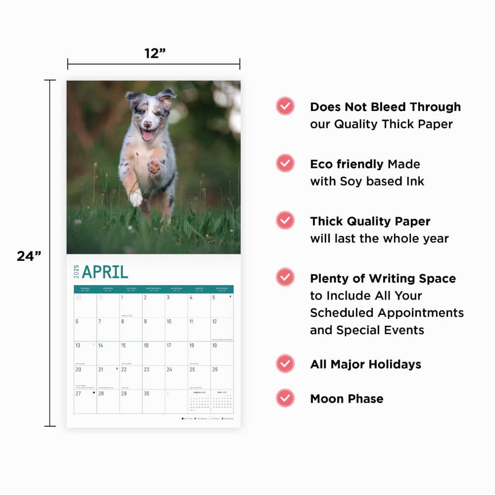 Australian Shepherd Puppies 2025 Wall Calendar Fourth Alternate Image width="1000" height="1000"