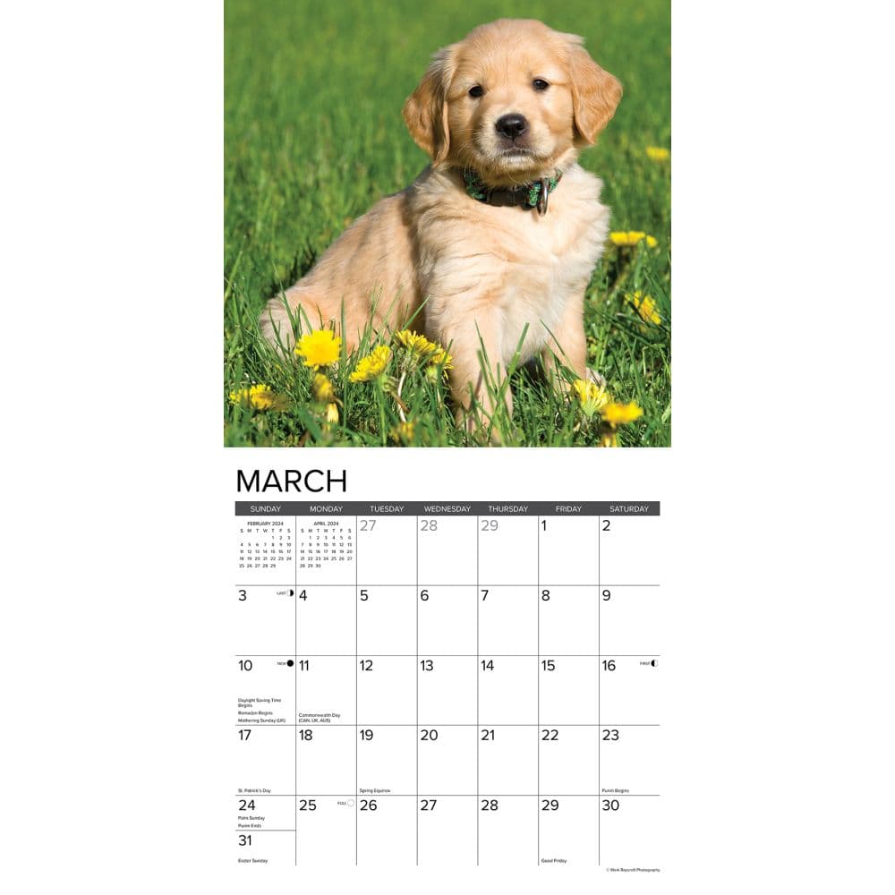 Just Golden Puppies 2024 Wall Calendar
