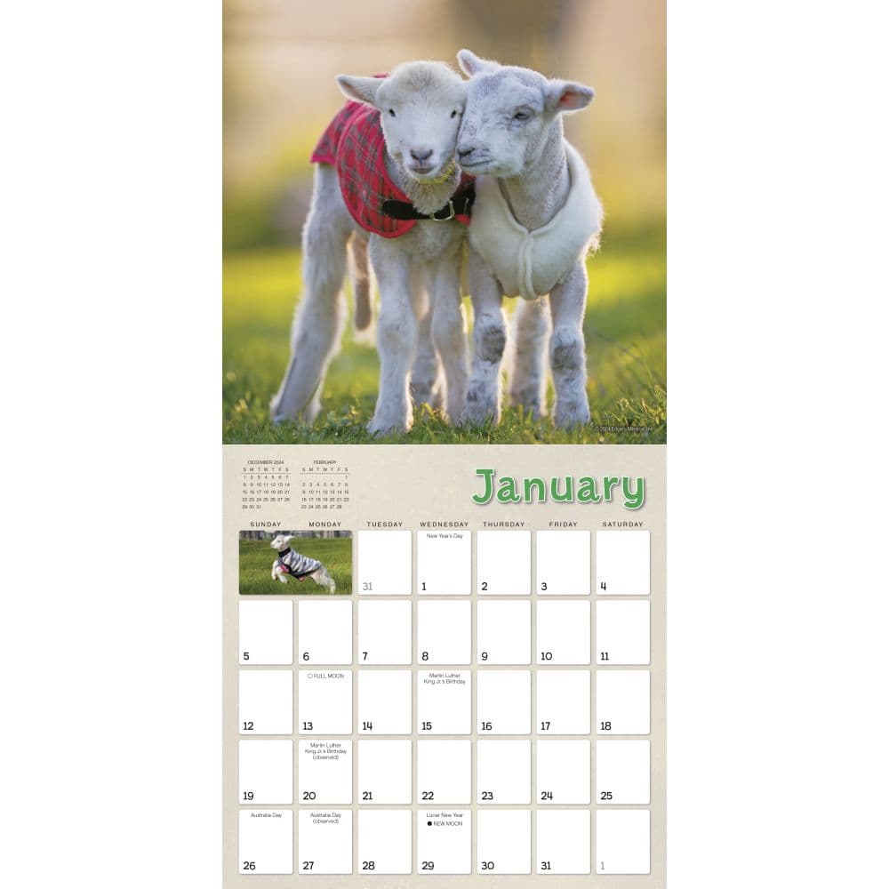 Lambies in Jammies 2025 Wall Calendar - Calendars.com