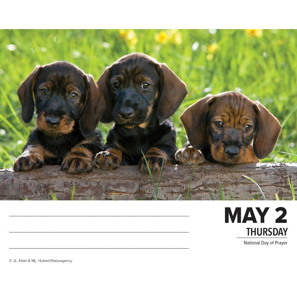 Just Dachshunds 2024 Desk Calendar Alternate Image 2